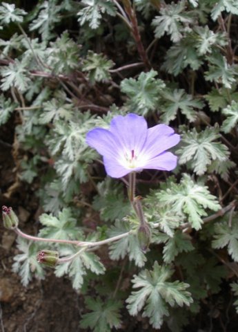 Geranium pulchrum